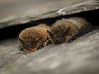 Common pipistrelle bat © Tom Marshall