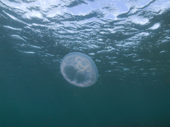 Moon jellyfish © Paul Naylor