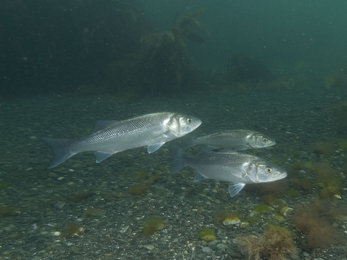 Sea bass © Paul Naylor