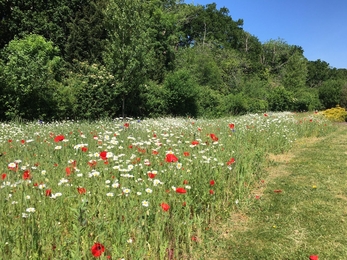 wildflower 