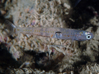 Transparent goby © Etrusko25 via Wikimedia Commons