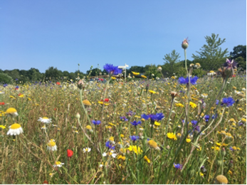 wildflowers