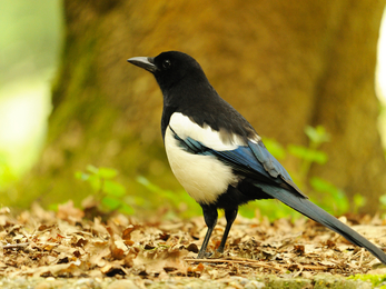 Magpie on woodland floor