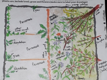 Sketch drawing of someone's garden in our Plant Plotter survey