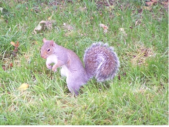 Grey squirrel 