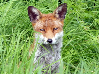 Fox in long grass facing forward