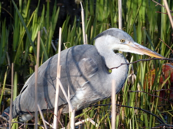 Heron in reeds