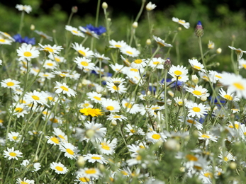 Wildflower meadow