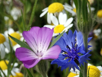 Wildflowers in meadow