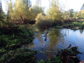 Fallen tree in the channel of the Pillhill Brook at Little Ann © Wild Trout Trust