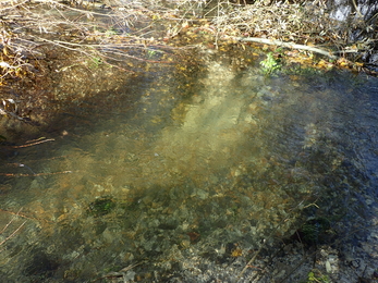 Scour pool for fish habitat in the Pillhill Brook at Little Ann © Wild Trout Trust