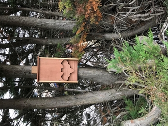 Bat box at Landport Adventure Playground