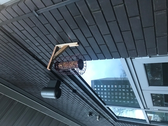 Peanut cage bird feeder hanging off wall at youth centre