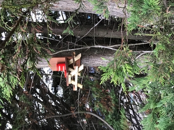 Squirrel feeder in shape of wooden picnic bench and table nailed to an evergreen tree