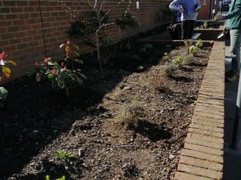 Raised beds with newly planted shrubs, trees, and other plants
