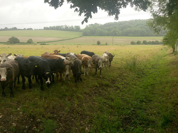 Grazing cattle on the Bourne Rivulet at Stoke © Wessex Rivers Trust