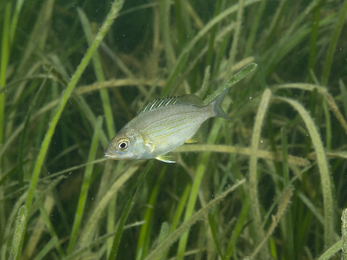 A juvenile black sea bream in seagrass