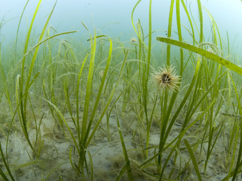 An underwater photograph of a seagrass bed featuring snakelocks anemones
