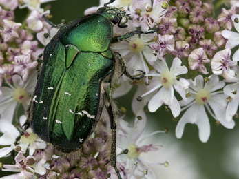  Rose Chafer Close-Up, St Nons Bay Pembrokeshire, by John Windust, 27/06/2009