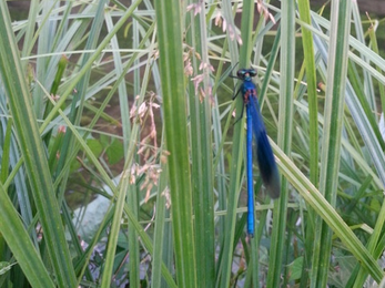 Beautiful demoiselle © Sue Reid