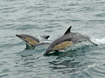 Short-beaked common dolphins © Chris Gomersall/2020VISION