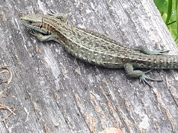 Common lizard © Sue Reid