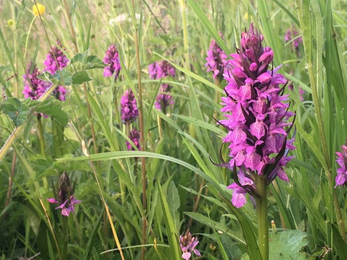 Early purple orchids © Sue Reid