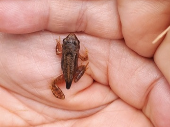 Froglet © Sue Reid