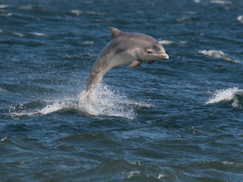 Bottlenose dolphin © John MacPherson/2020VISION