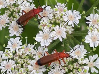 Red soldier beetles © Sue Reid