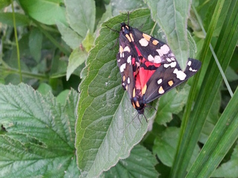 Scarlet tiger moths © Sue Reid