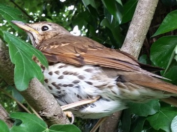 Song thrush © Sue Reid