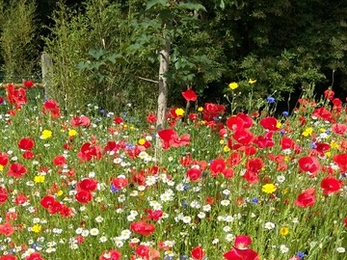 Wildflowers © Sue Reid