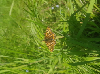 Marsh fritillary 