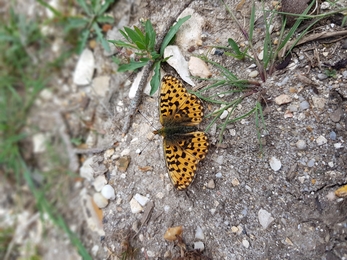 Pearl-bordered fritillary