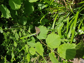 Silver-washed fritillary valezina form