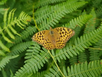 Silver-washed fritillary