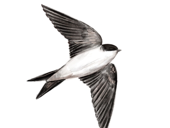 House martin