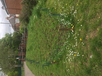 Portswood Rec wildflower meadow before