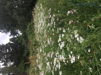 Portswood Rec wildflower meadow after