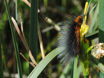 Garden tiger moth caterpillar