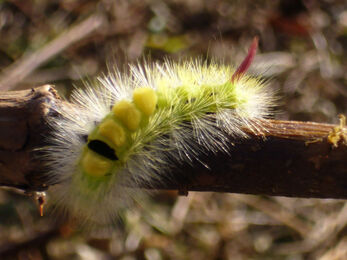 Pale tussock moth caterpillar