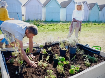 Man leaning over raised beds to plant wildflowers while two volunteers look on. Beach huts on the Eastney Coast are in the background.