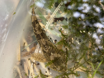 Bullhead found in the Bourne Rivulet © Nicole Richards