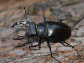 Stag Beetle