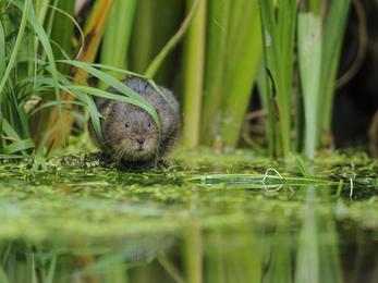 Water Vole