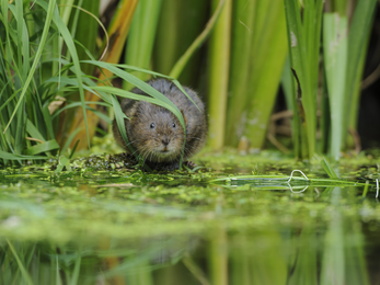 Water Vole