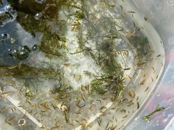 Tray of kick sample from the Bourne Rivulet © Nicole Richards