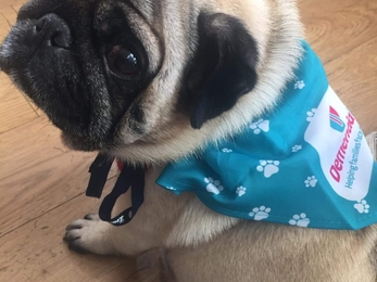 Pug sat on floor looking at camera. He wears a blue bandana in support of a dementia charity