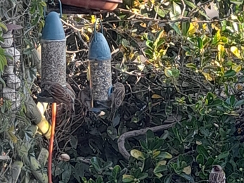 Close up image of hanging bird feeders and birds feeding off of them.